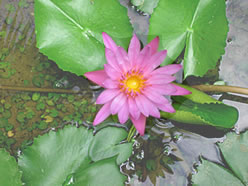 Blume